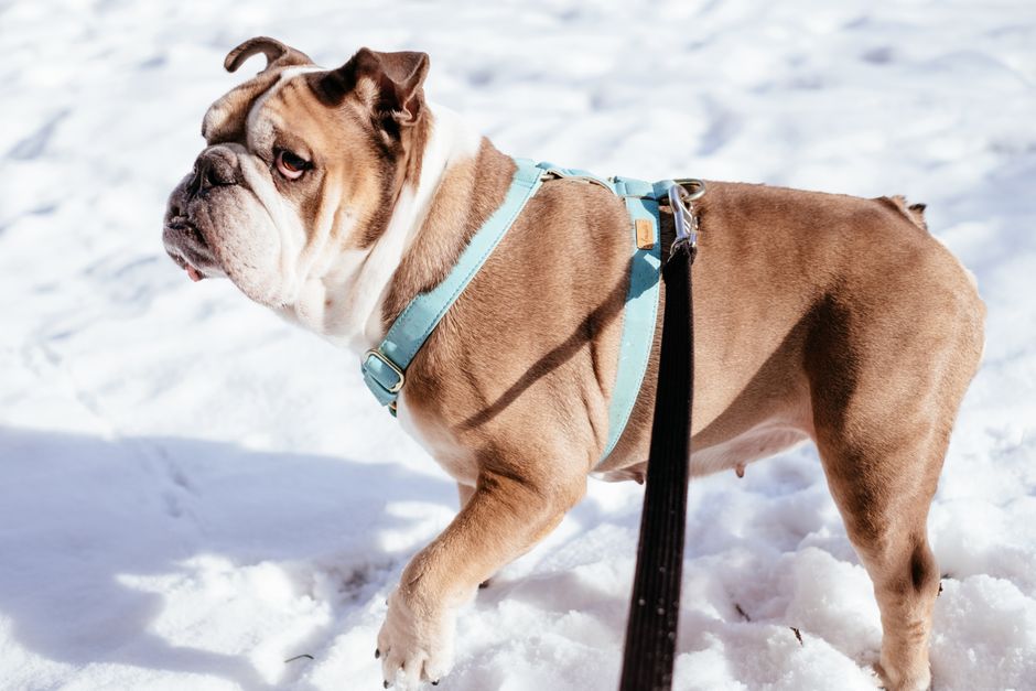 A happy dog wearing an adjustable harness during a walk in the park, showcasing comfort and fit.